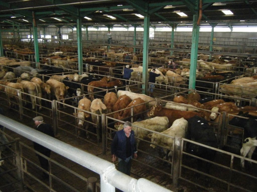 Pens of cattle at Ennis Mart