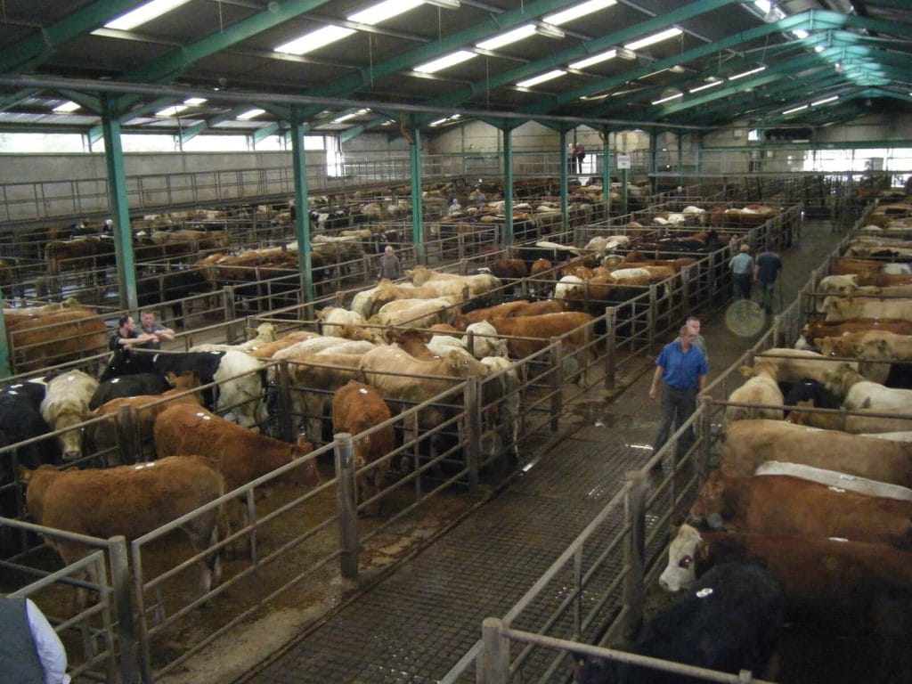 Pens of cattle at Ennis Mart